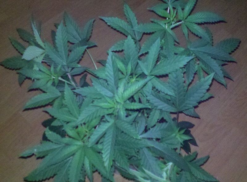 GSC1