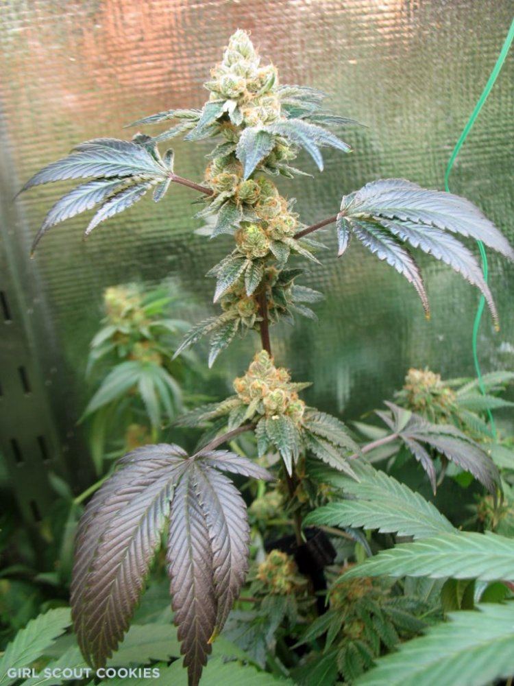 Gsc1