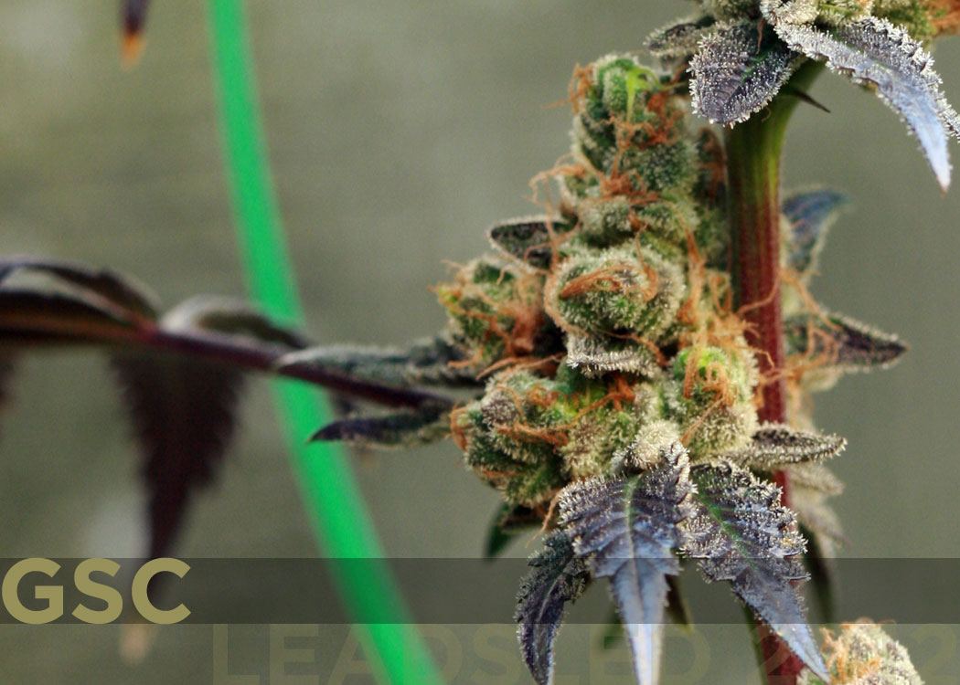GSC1