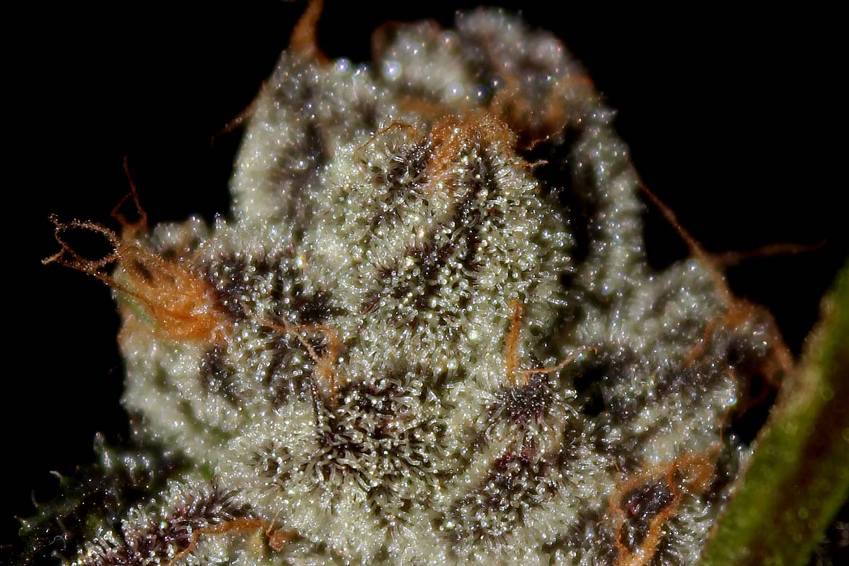 Gsc1