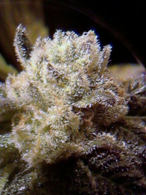 GSC1