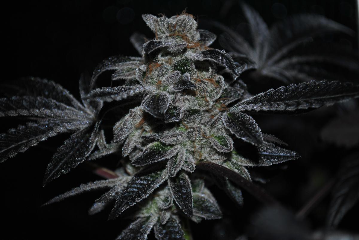 GSC1