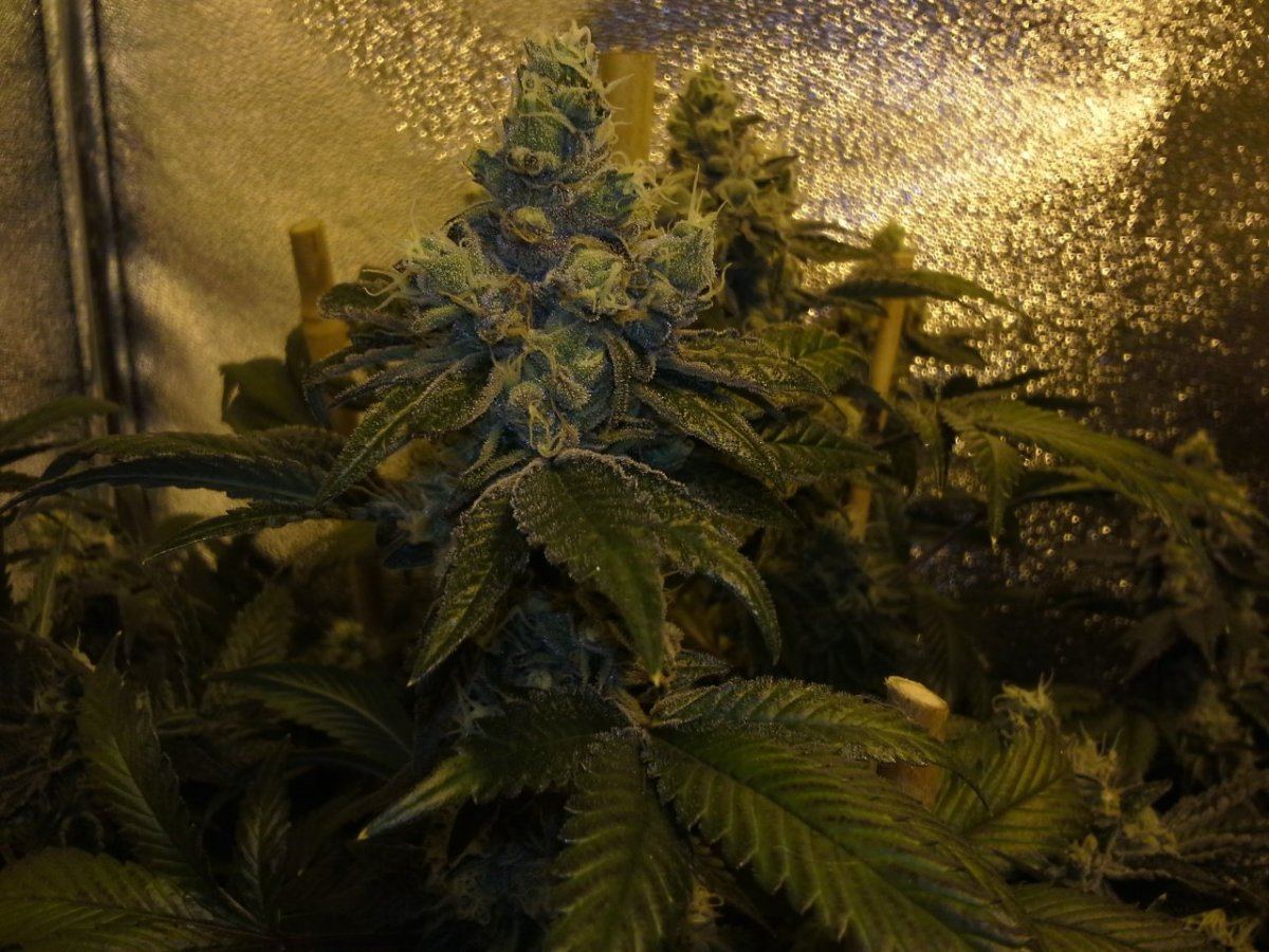 Gsc1