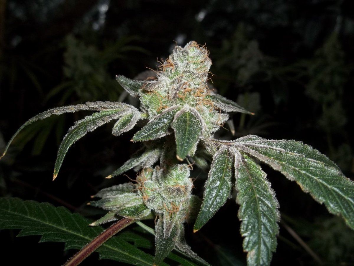 Gsc1