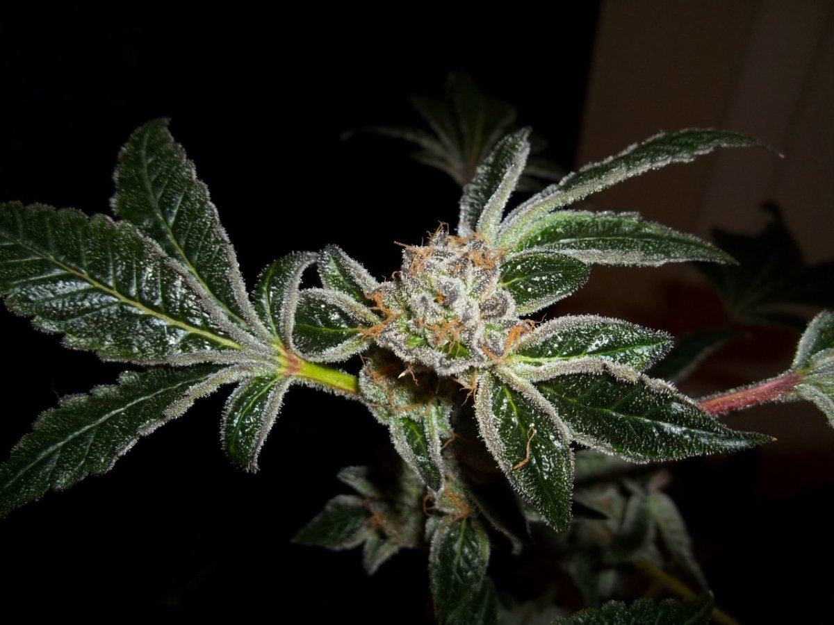 Gsc1