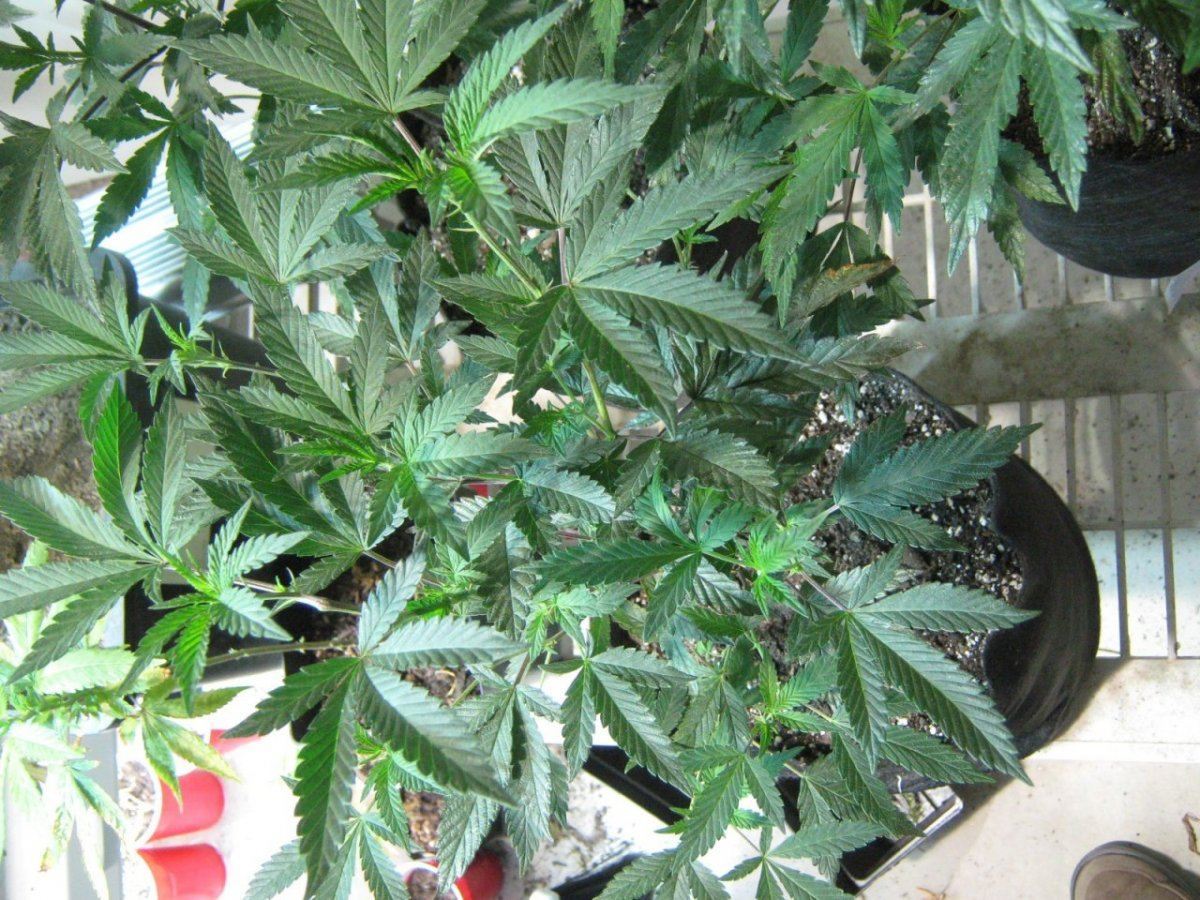 GSC120
