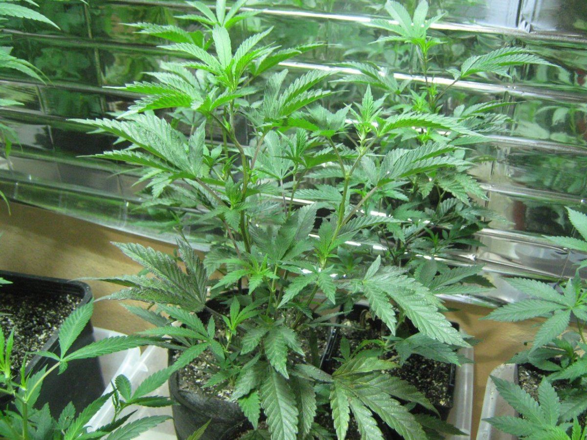 GSC120b