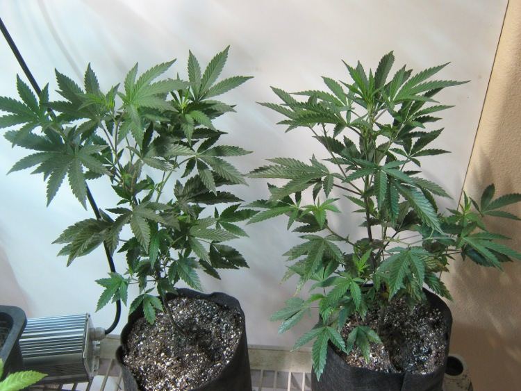 GSC120c