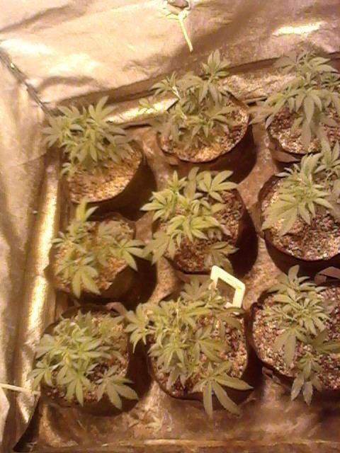 Gsc13
