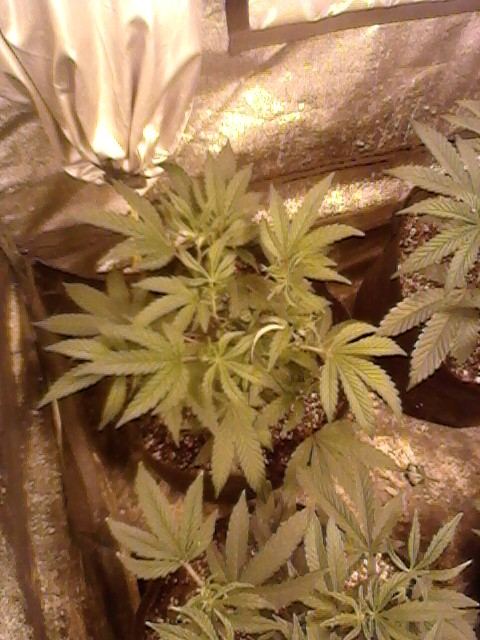 Gsc15
