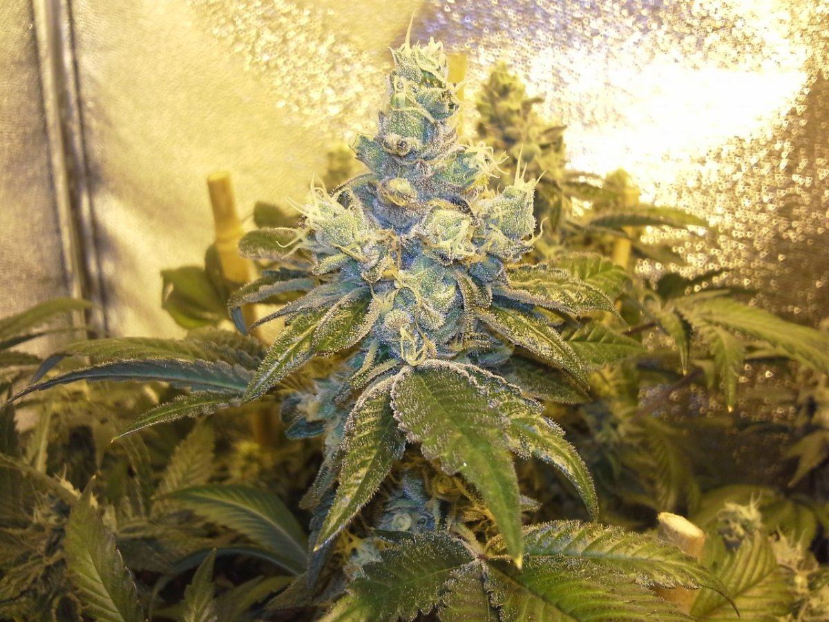 Gsc2 2