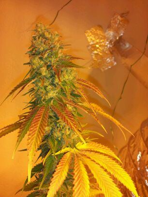 GSC2