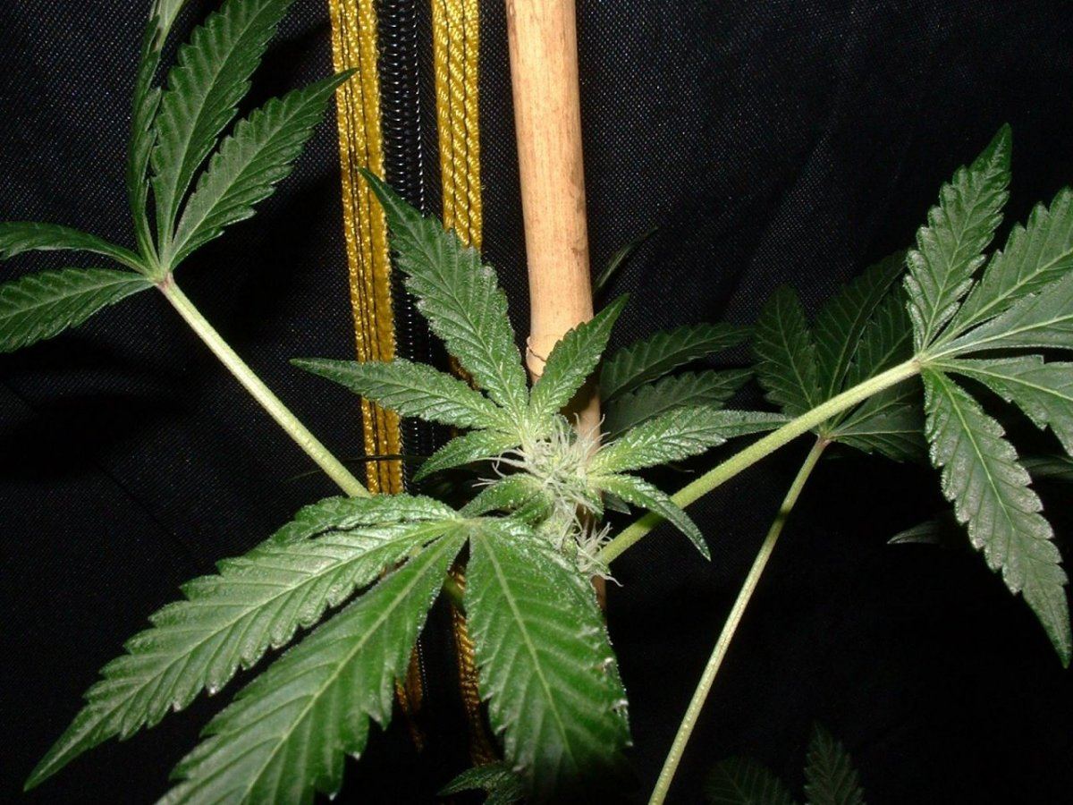 Gsc2