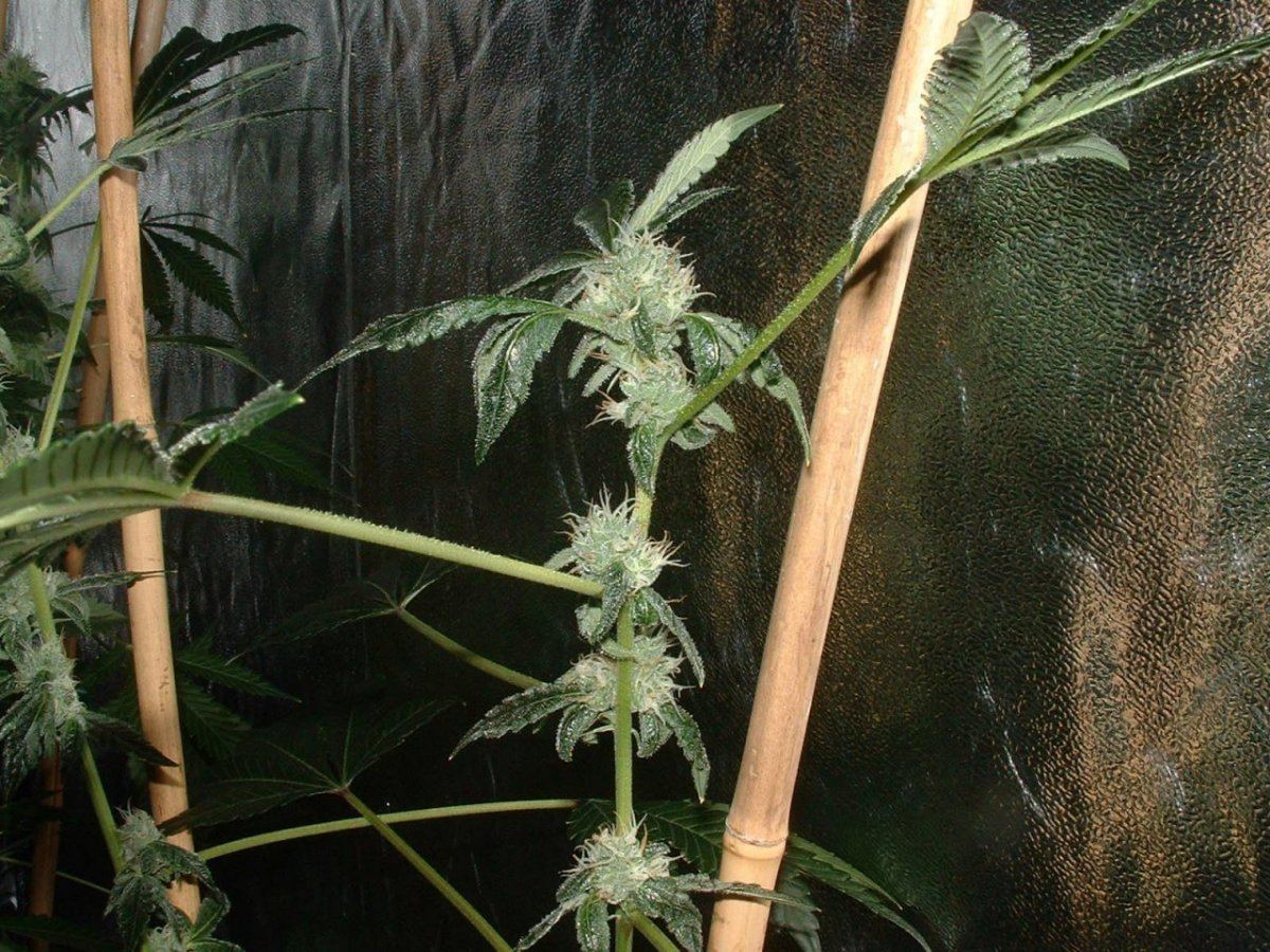 Gsc2