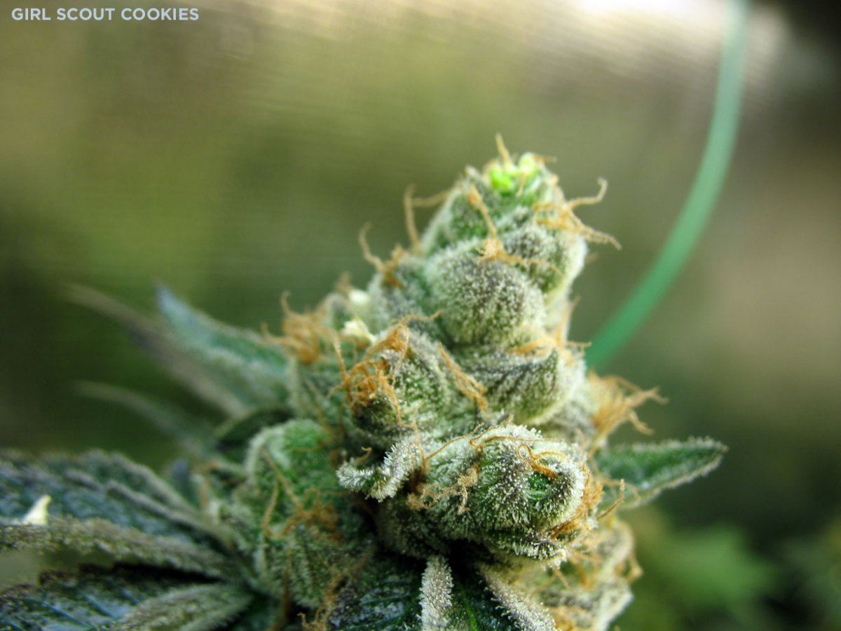 Gsc2