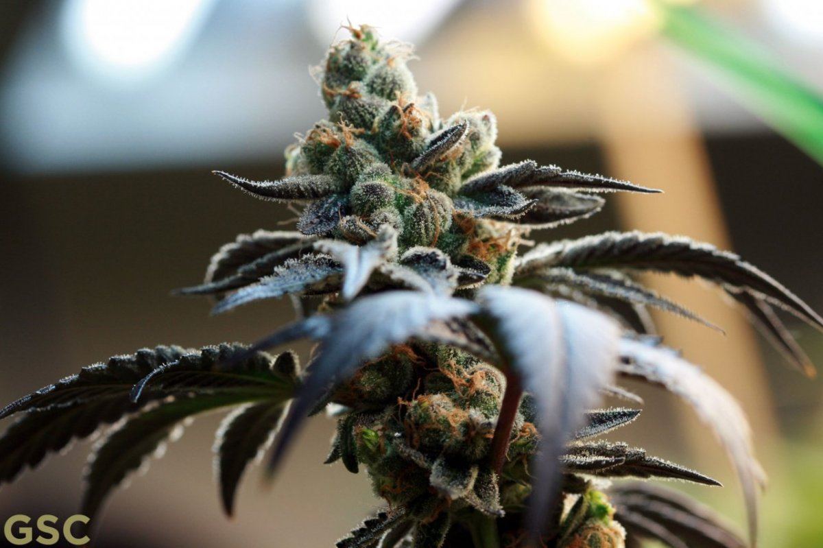 GSC2