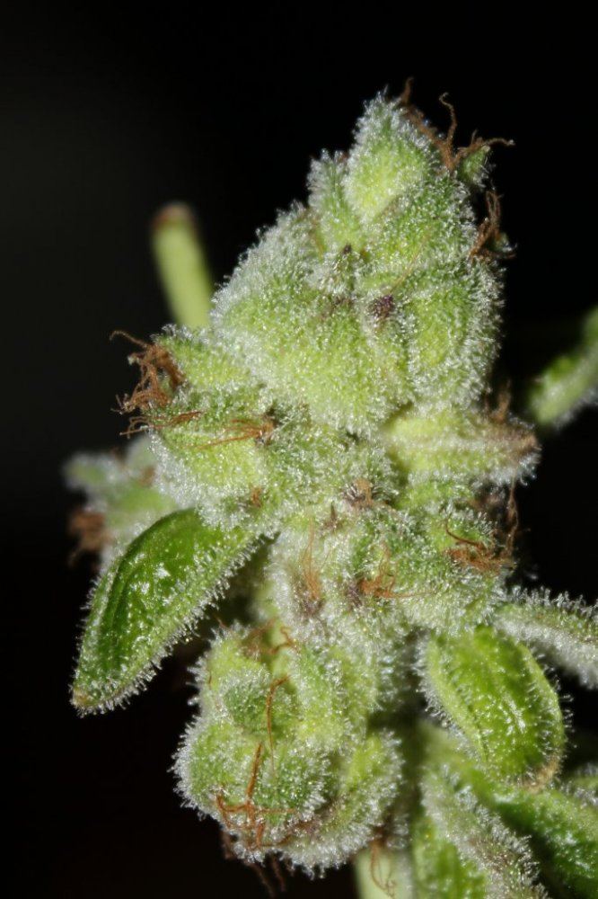 Gsc2