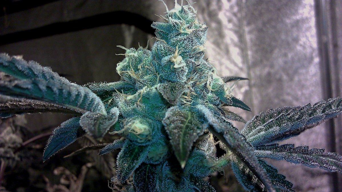 GSC2