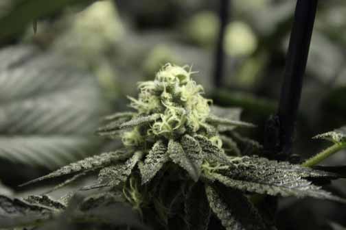Gsc2