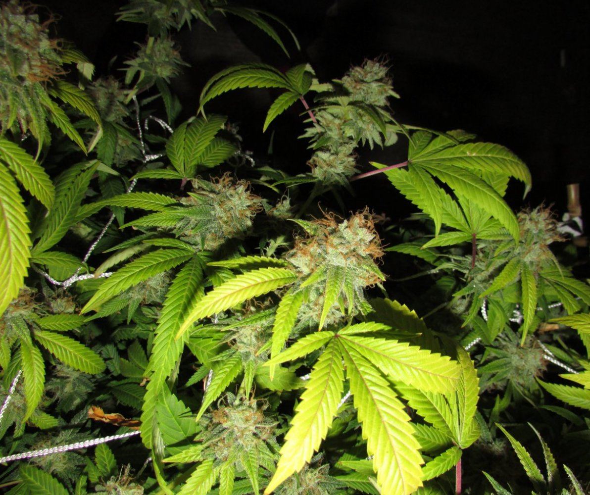 Gsc2