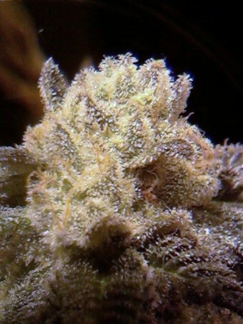 GSC2