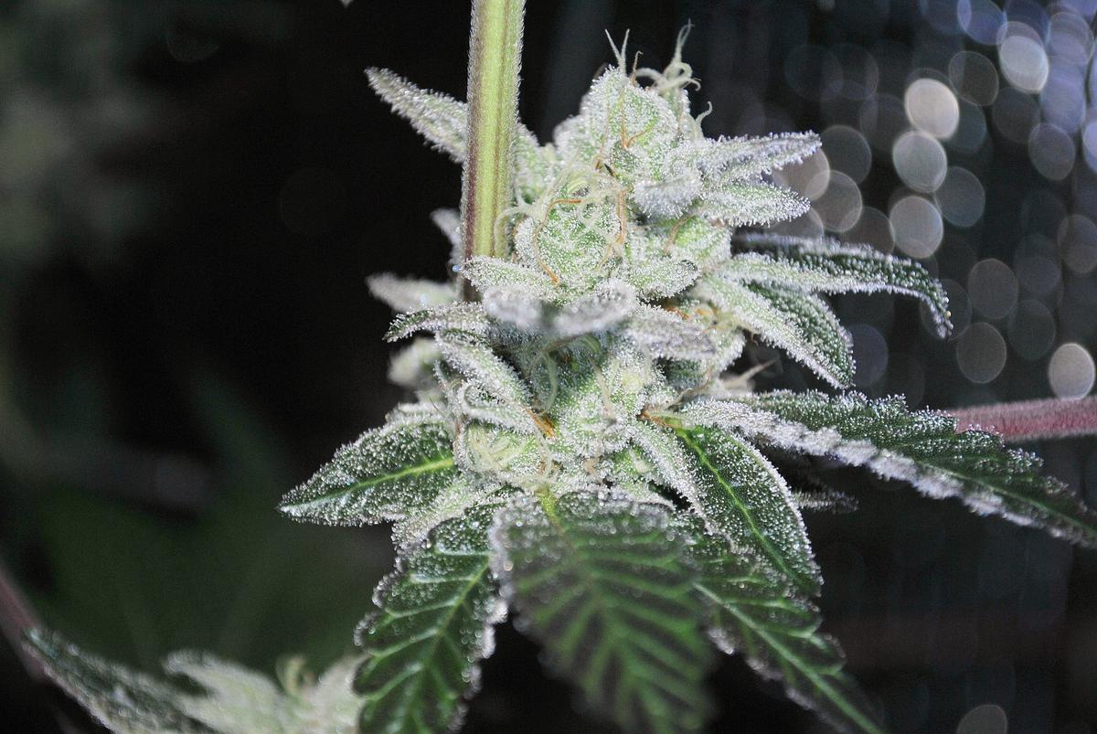 GSC2