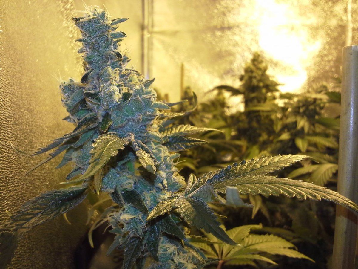 Gsc2