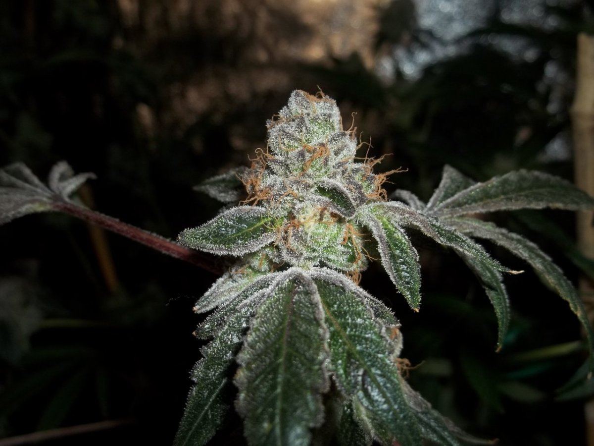 Gsc2