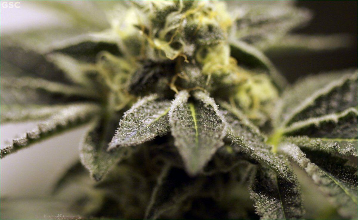 Gsc2