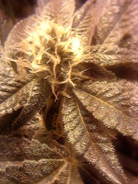 Gsc24