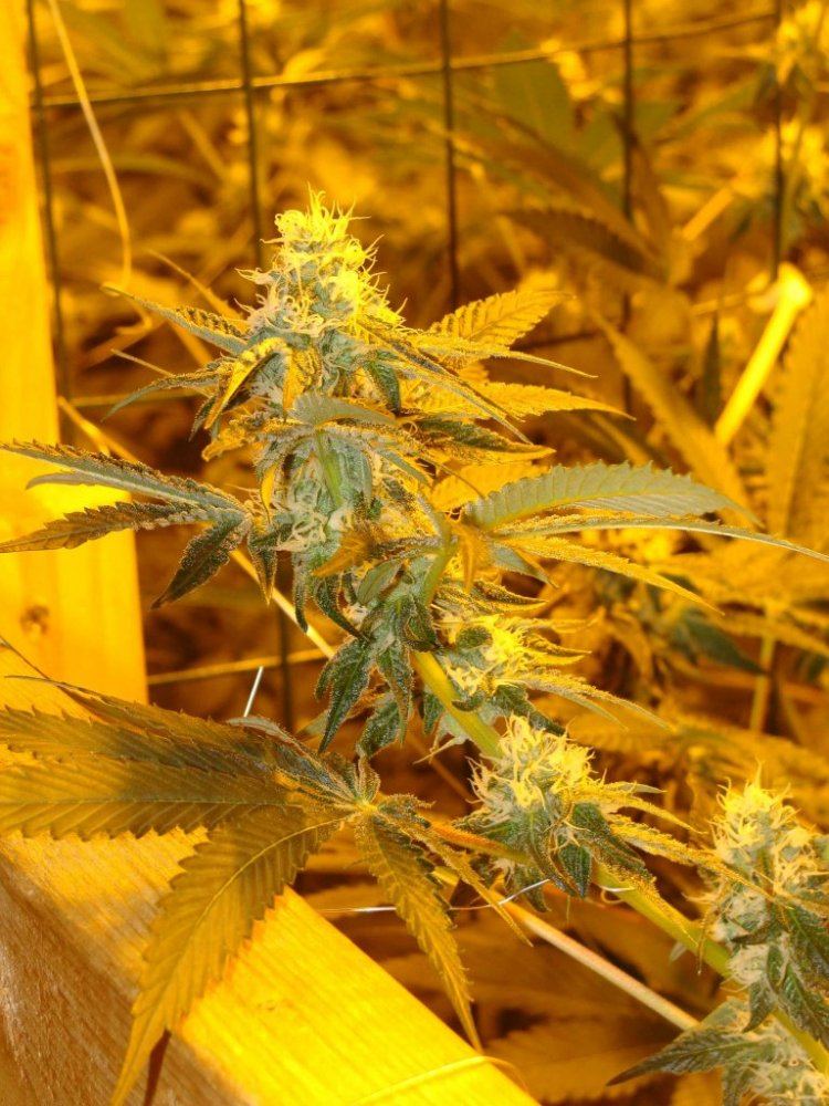 Gsc27