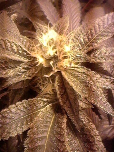 Gsc27