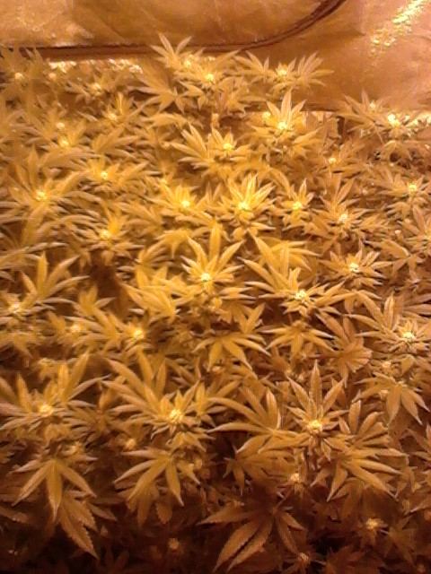 Gsc27