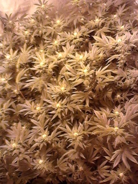 Gsc27rm