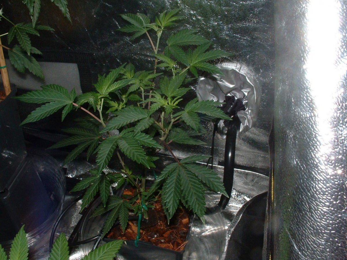 Gsc3