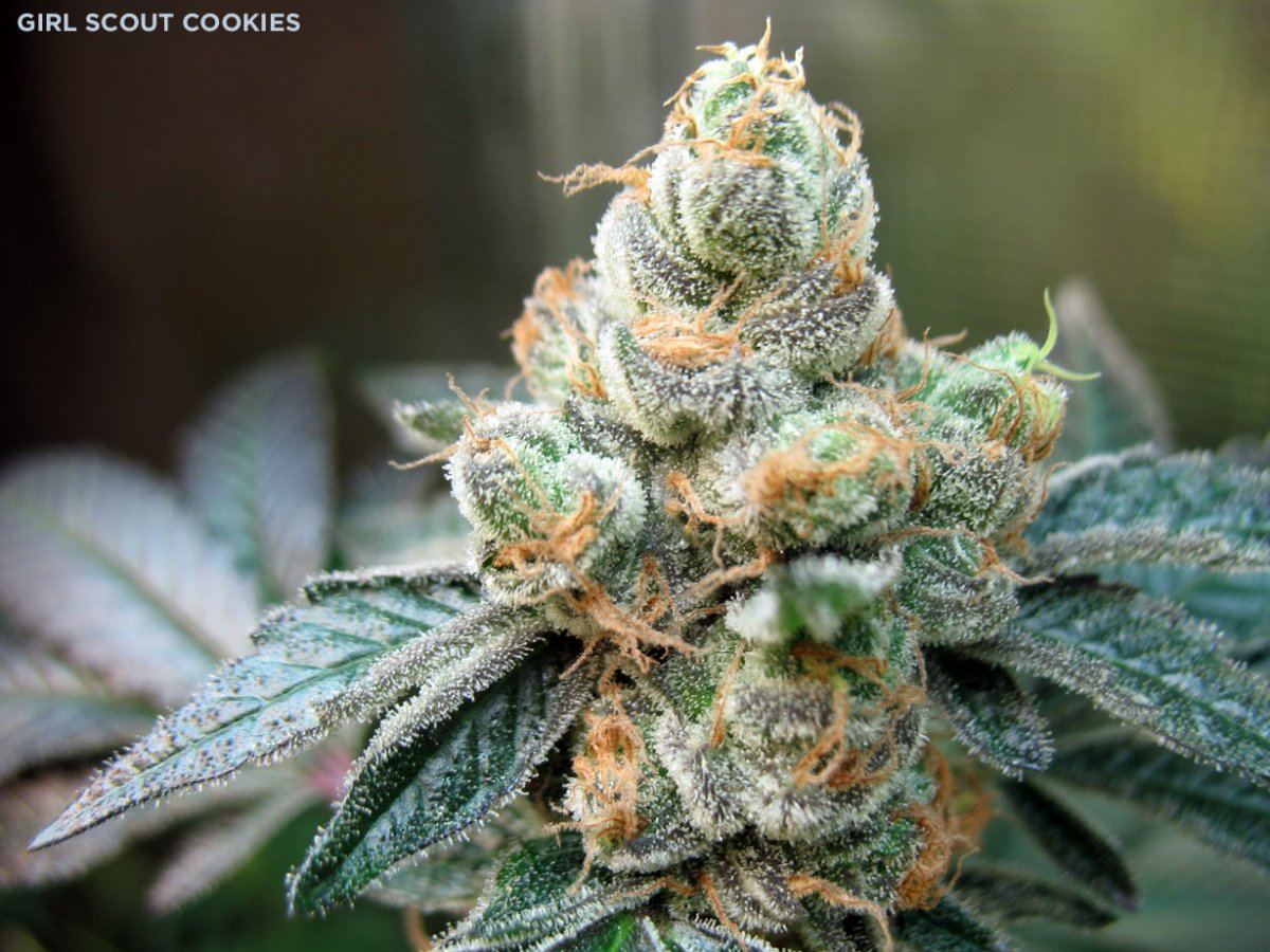 Gsc3