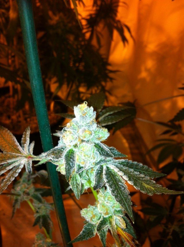 GSC3
