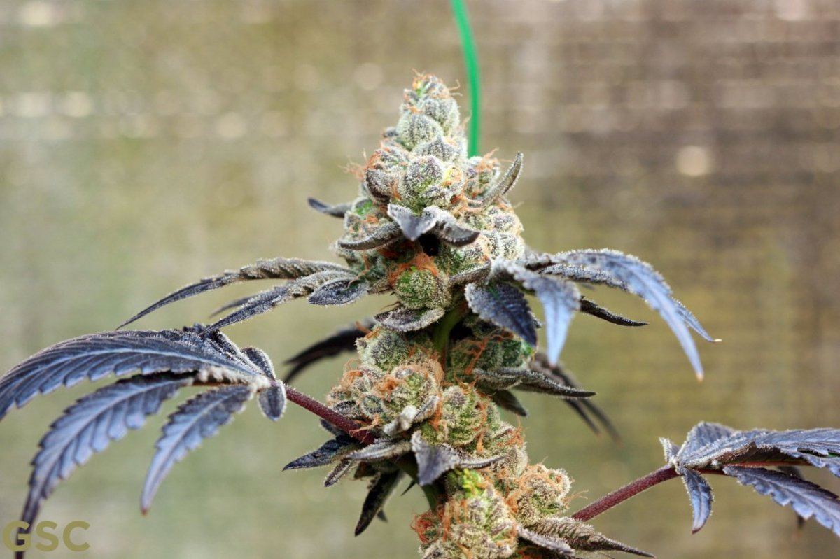 GSC3