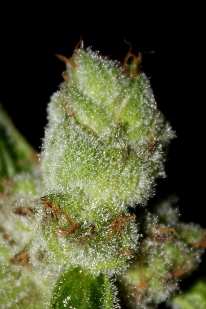Gsc3