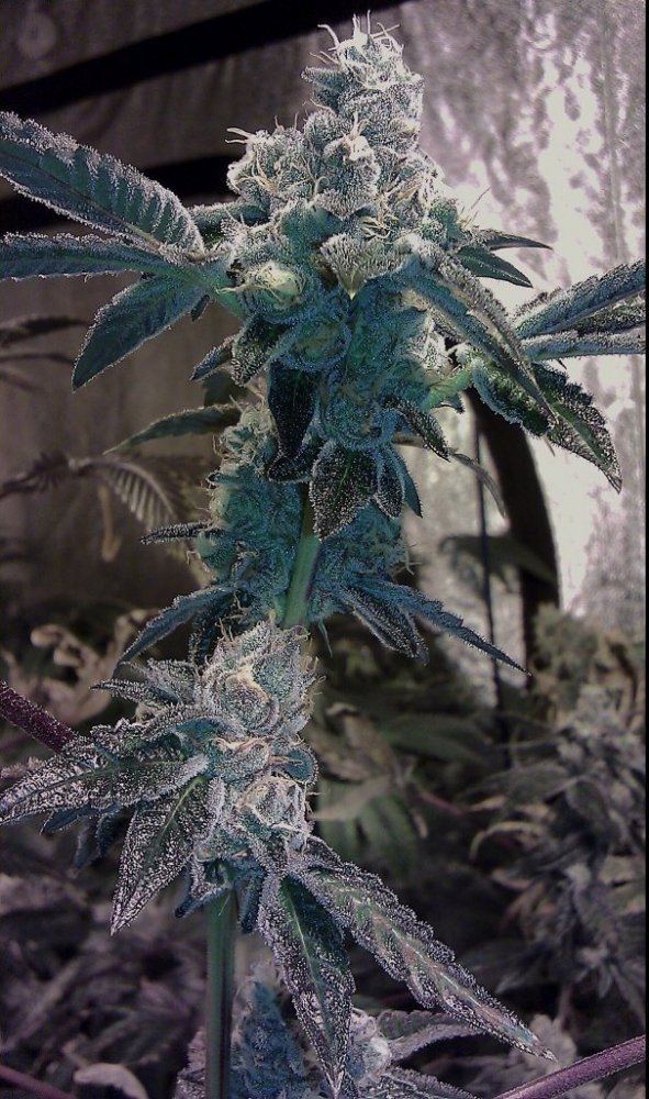 GSC3