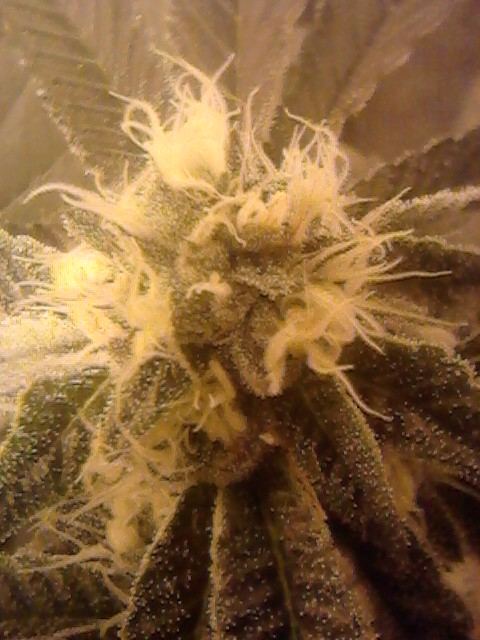 Gsc30