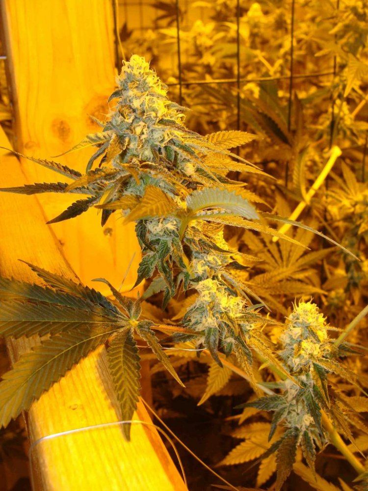 Gsc35