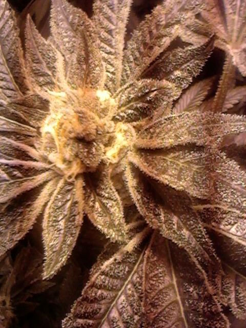Gsc35