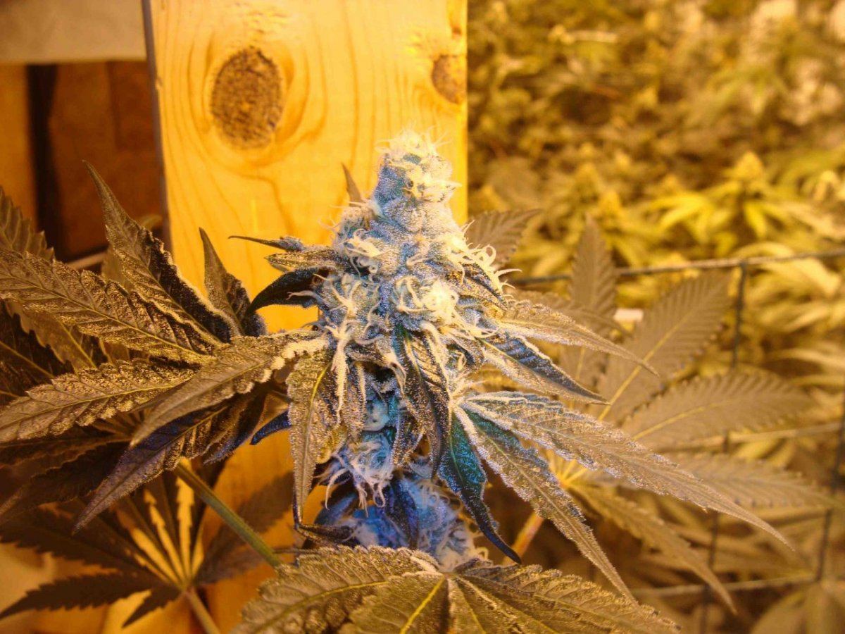 Gsc35ii
