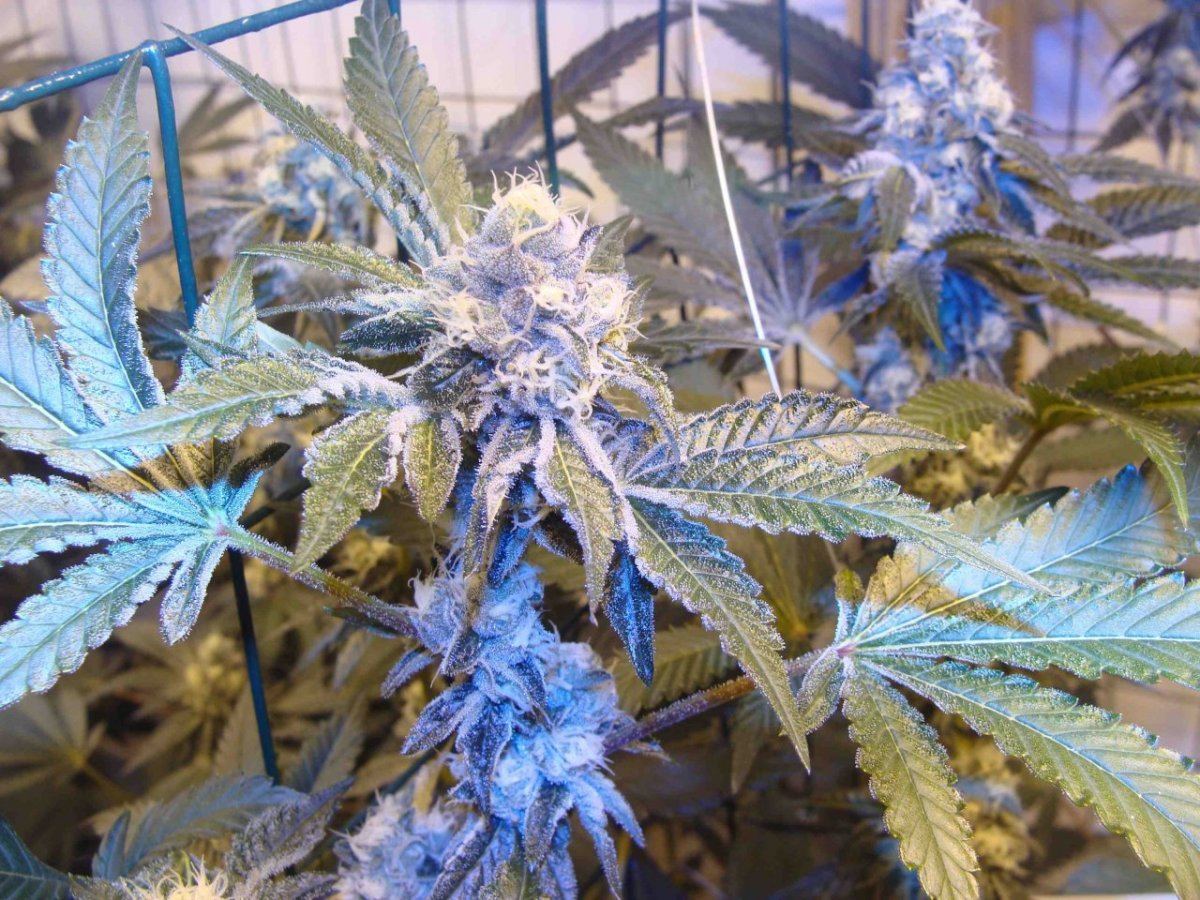 Gsc35iii