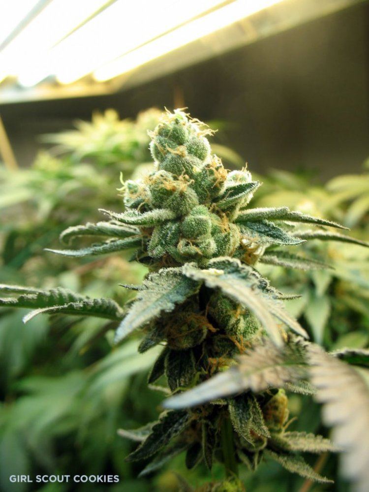 Gsc4