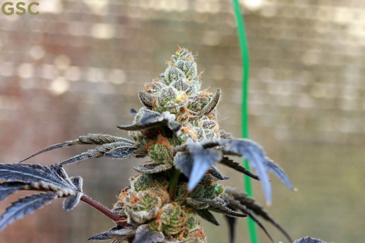 GSC4