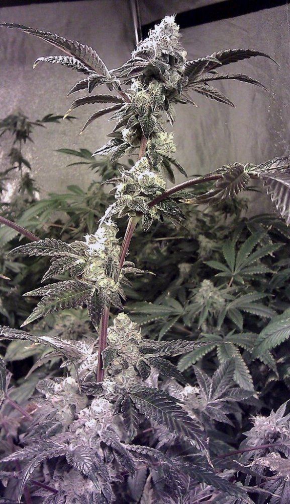 GSC4