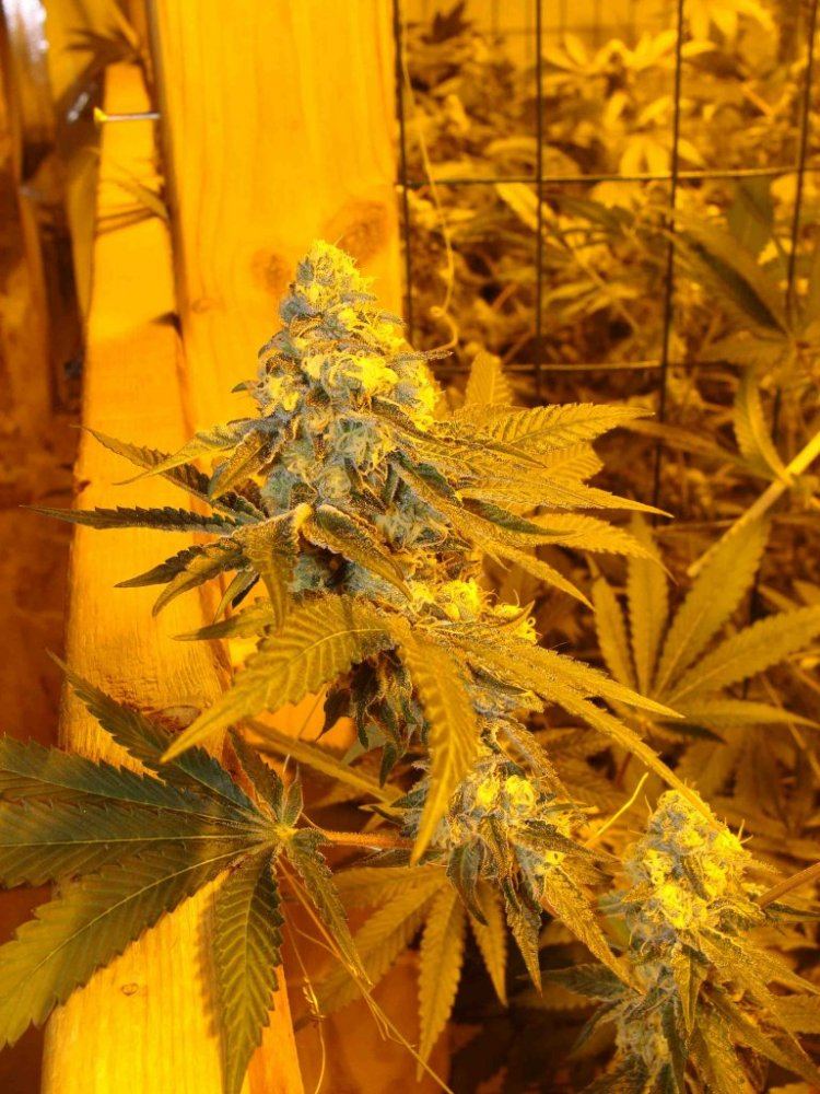 Gsc43