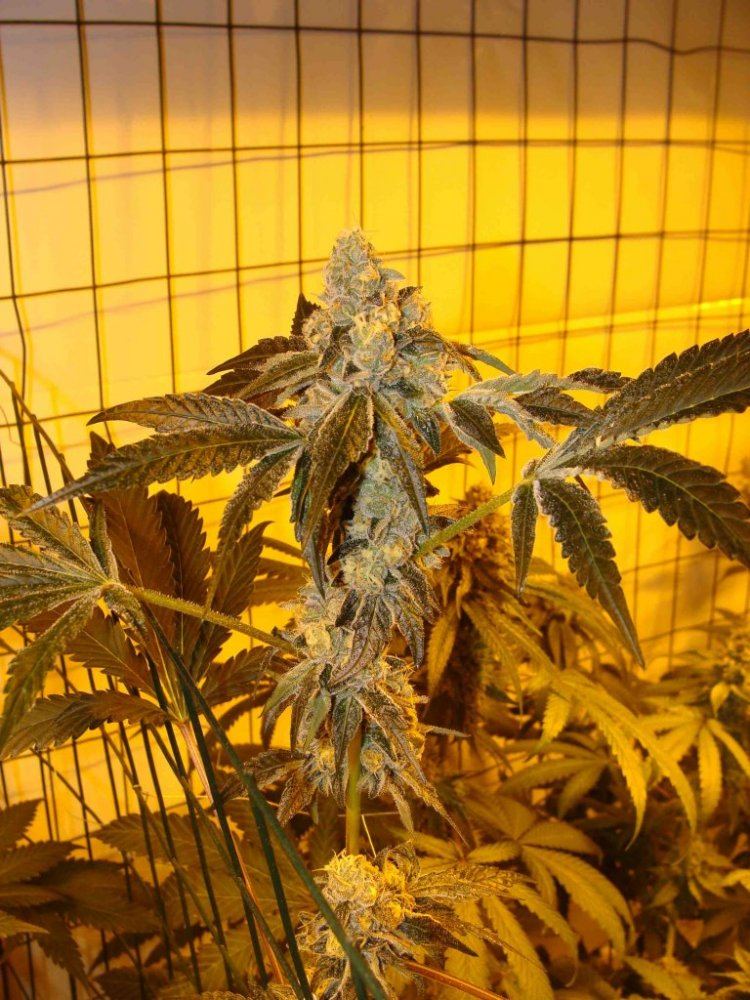 Gsc43ii